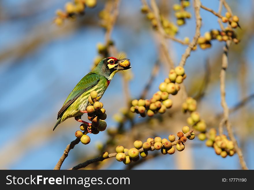 Coppersmith Barbet