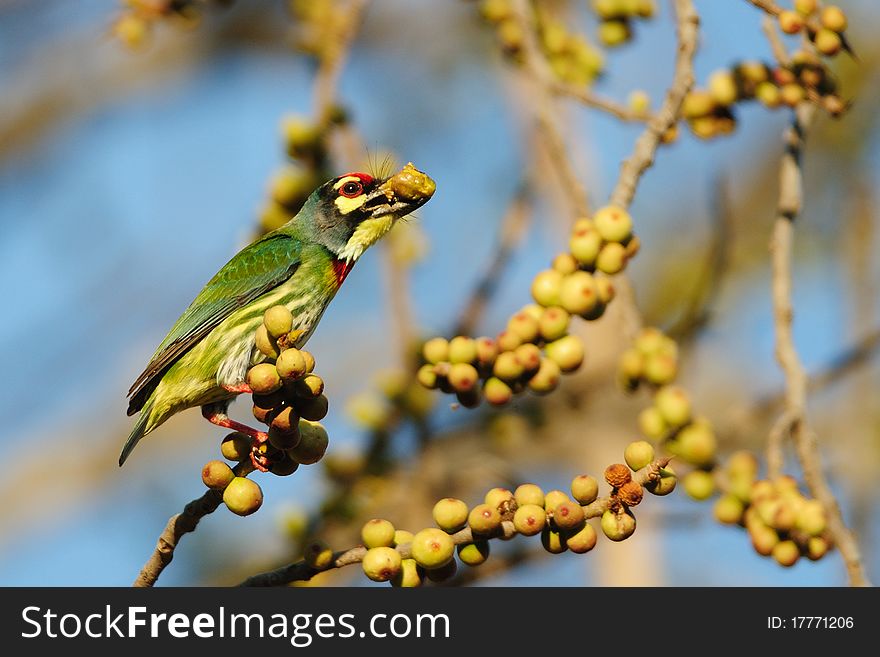 Coppersmith Barbet on a brach of tree