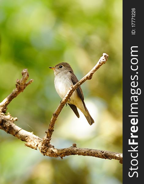 Asian Brown Flycatcher on a brach of tree