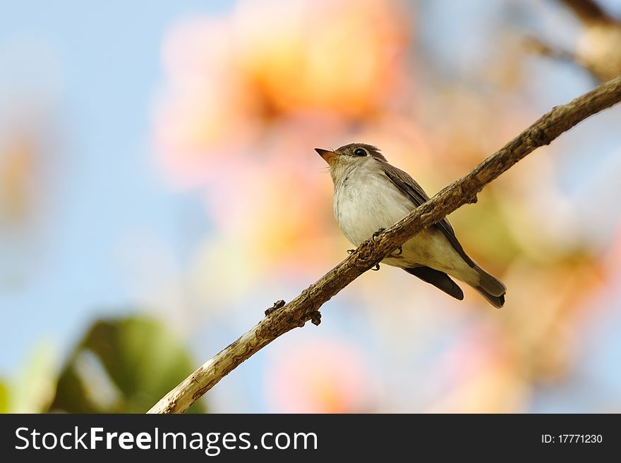 Asian Brown Flycatcher resting on a branch of tree