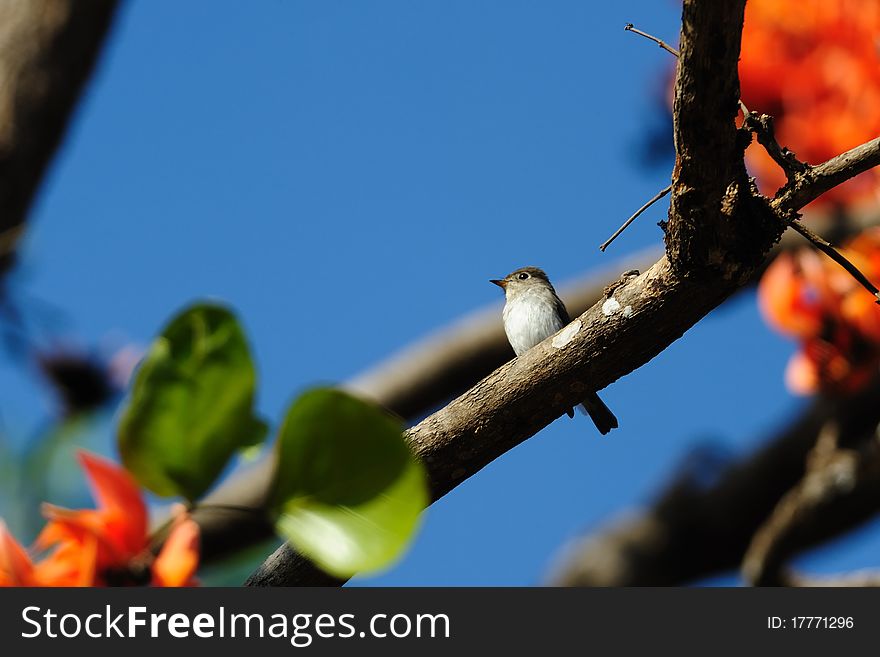 Asian Brown Flycatcher