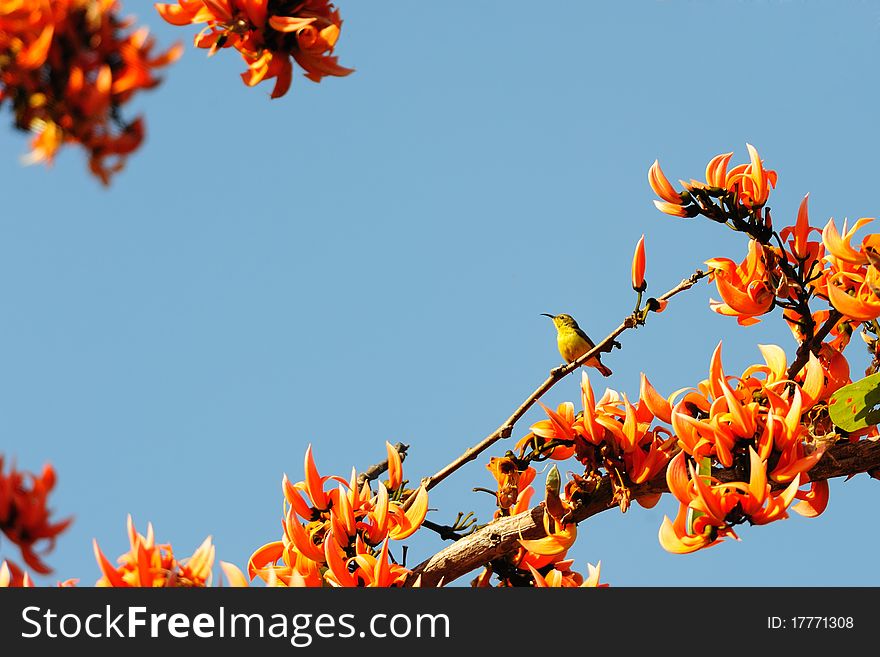 Olive Backed Sunbird resting on a branch of tree