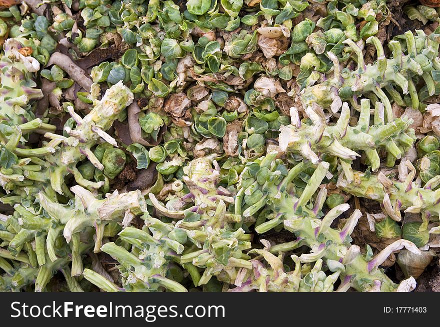 Empty sprouts stemms and leaves on a compost heap. Empty sprouts stemms and leaves on a compost heap