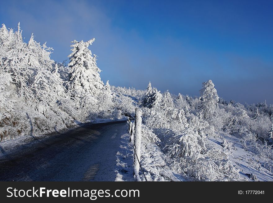 Snowy Trees And Road