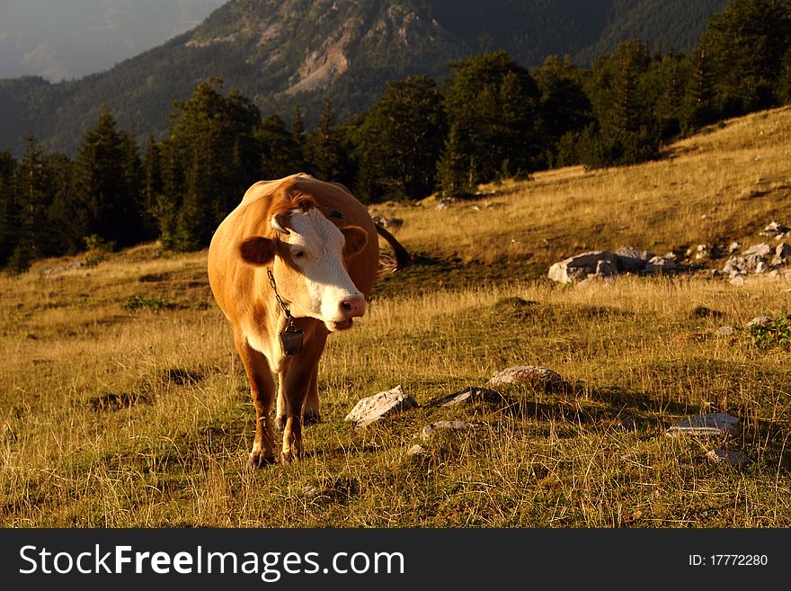 Mountain dairy cows grazing at high altitude