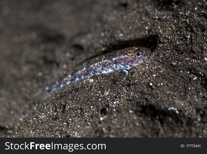 Tiny fish that confuse itself with the black volcanic sand of the sea bed. Tiny fish that confuse itself with the black volcanic sand of the sea bed