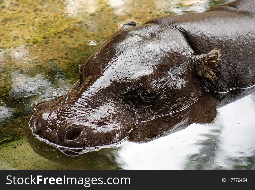 A pygmy African Hippopotamus resting in water. A pygmy African Hippopotamus resting in water.