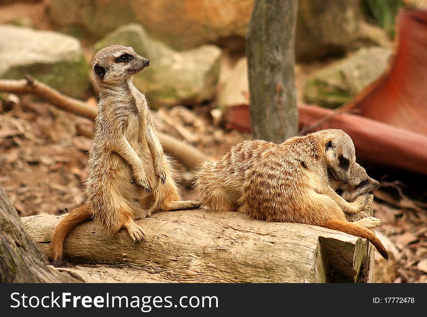 Three members of an African Meerkat clan, with one performing the traditional lookout duties as his mates sleep. Three members of an African Meerkat clan, with one performing the traditional lookout duties as his mates sleep.