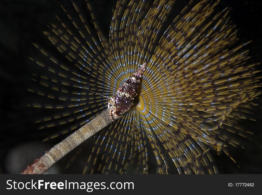 Sabella Spallanzanii sea worm