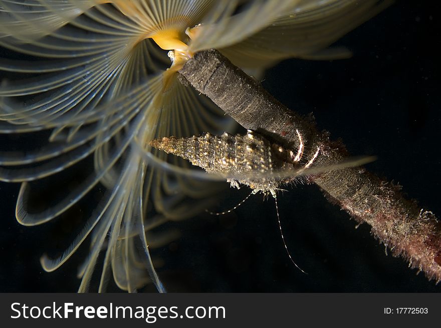 Particular of a Sabella Spallanzanii (a sea worm not a plant) while fishing in the current stream. Particular of an Hermite crab climbing. Particular of a Sabella Spallanzanii (a sea worm not a plant) while fishing in the current stream. Particular of an Hermite crab climbing