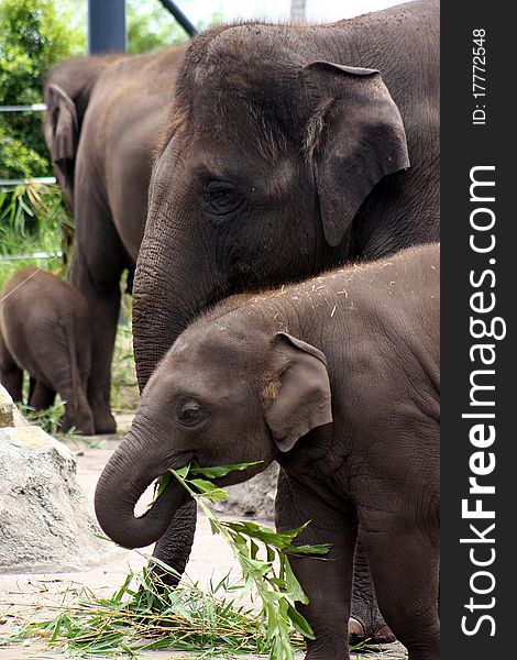 A mother Asian elephant keeps a close and watchful eye on her offspring as he feeds. A mother Asian elephant keeps a close and watchful eye on her offspring as he feeds.