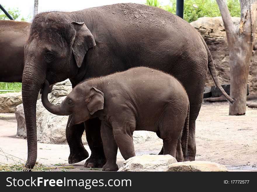 A mother Asian elephant keeps a close and loving eye on her offspring as he caresses her with his trunk. A mother Asian elephant keeps a close and loving eye on her offspring as he caresses her with his trunk.