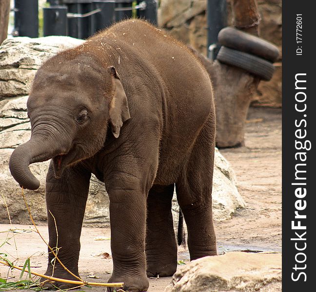 An infant Asian elephant quite happy and inquisitive in his surrounds. An infant Asian elephant quite happy and inquisitive in his surrounds.