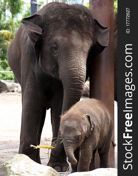 A mother Asian elephant keeps a close and loving eye on her offspring as he caresses her with his trunk. A mother Asian elephant keeps a close and loving eye on her offspring as he caresses her with his trunk.