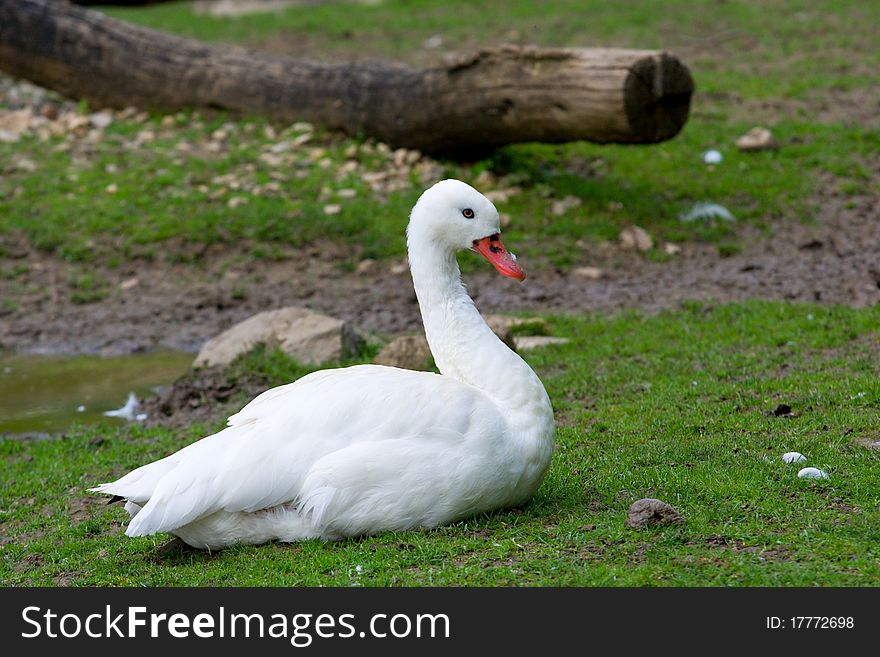 Coscoroba Swan - zoo or wildlife