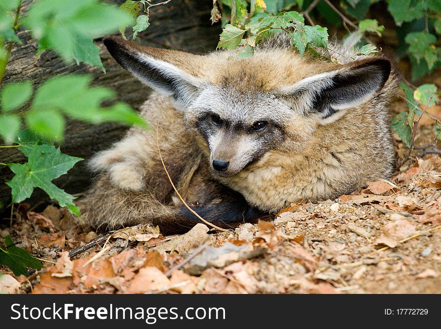 Wolf Cub Maned