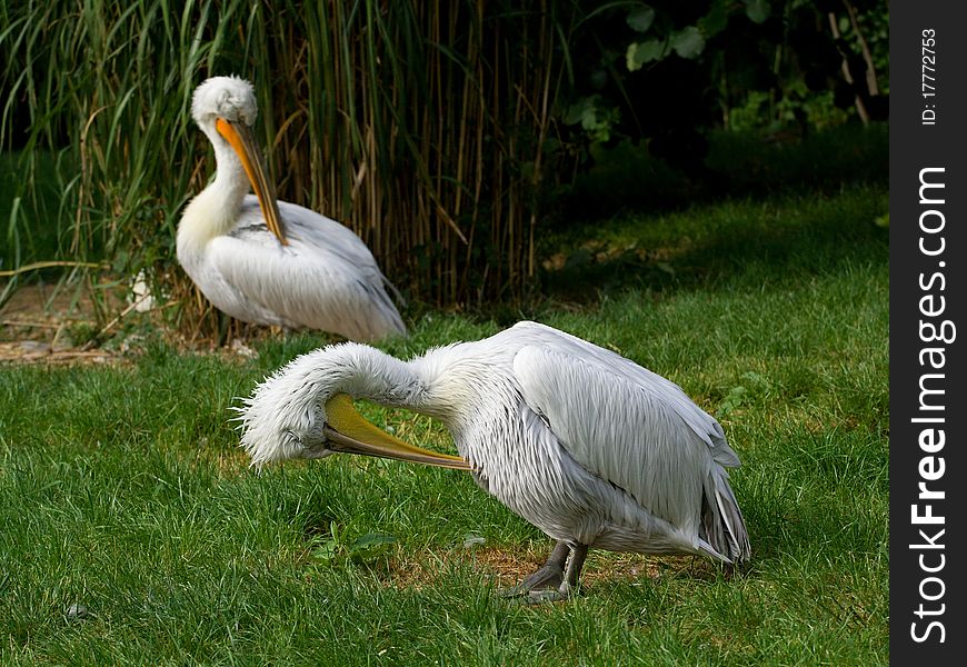 Two Pelicans