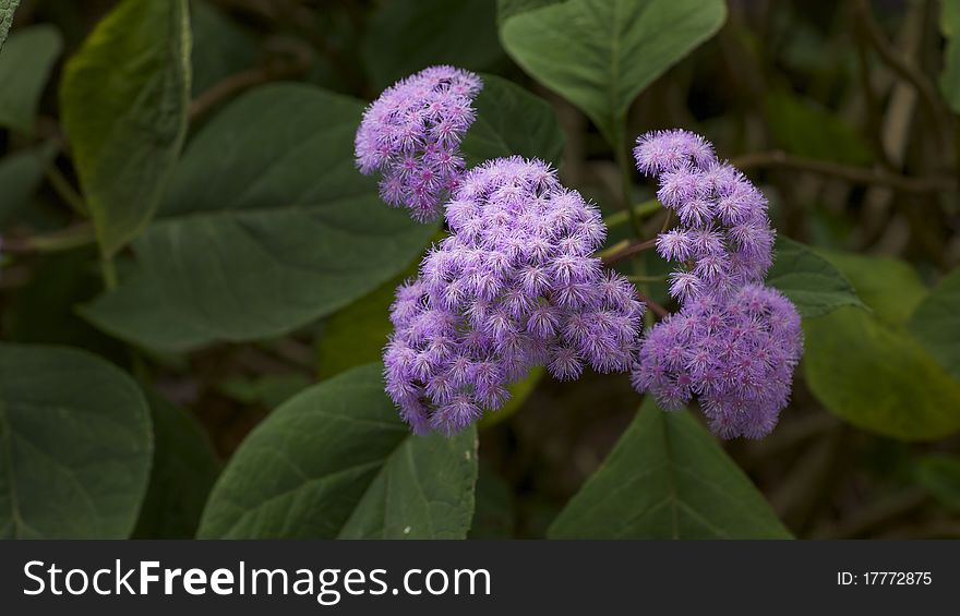Details of lilac or purple flower in bloom with green leafy background. Details of lilac or purple flower in bloom with green leafy background