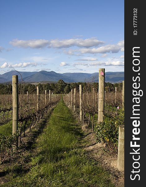 Picture taken from one of the Yarra Valley vineyards in Melbourne, Australia. The wine region is officially in the Port Phillip Zone. The vineyard is surrounded by the Yarra river and beautiful mountain range.