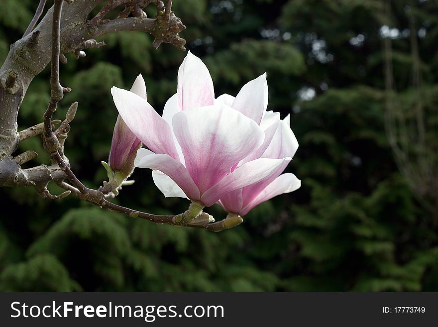 Magnolia with green background in a garden. Magnolia with green background in a garden