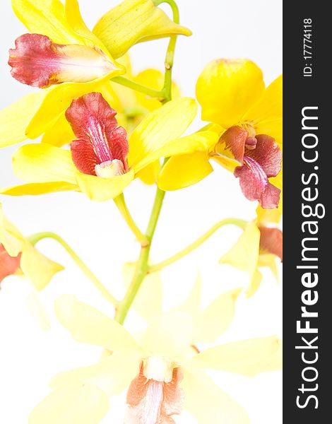 The orchids flower on white background