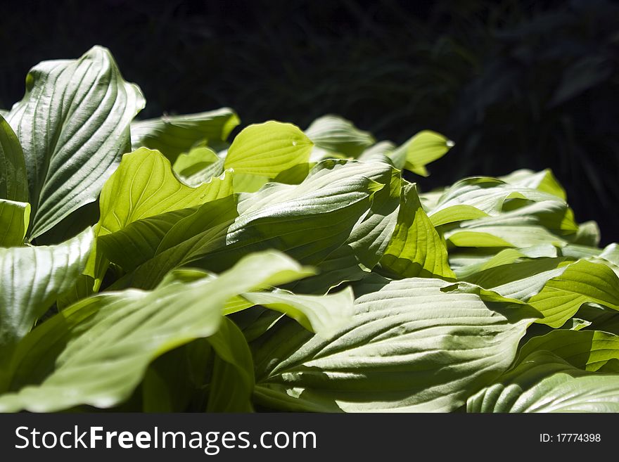 Green leaves of a large plant. Green leaves of a large plant