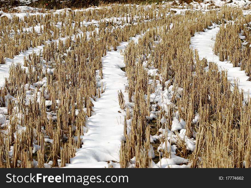 Field with short straw a thin layer of snow. Field with short straw a thin layer of snow.