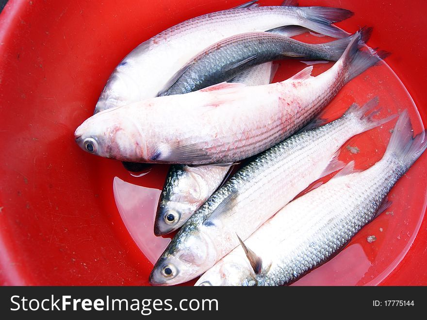 Marine fish, marine fish from the sea salvage back, very fresh; now lying in the market, waiting for people to purchase. Fish, is that people particularly like to eat marine life.