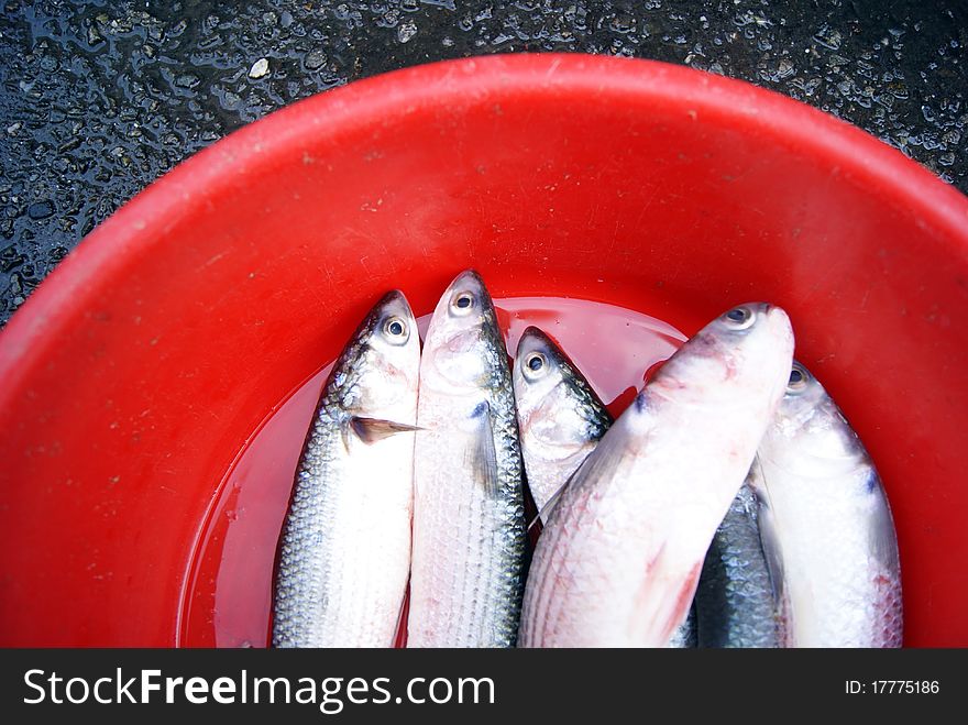 Marine fish, marine fish from the sea salvage back, very fresh; now lying in the market, waiting for people to purchase. Fish, is that people particularly like to eat marine life.