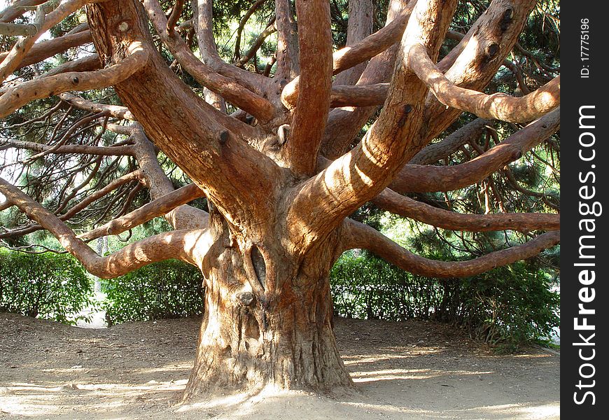 Old Dead Trees