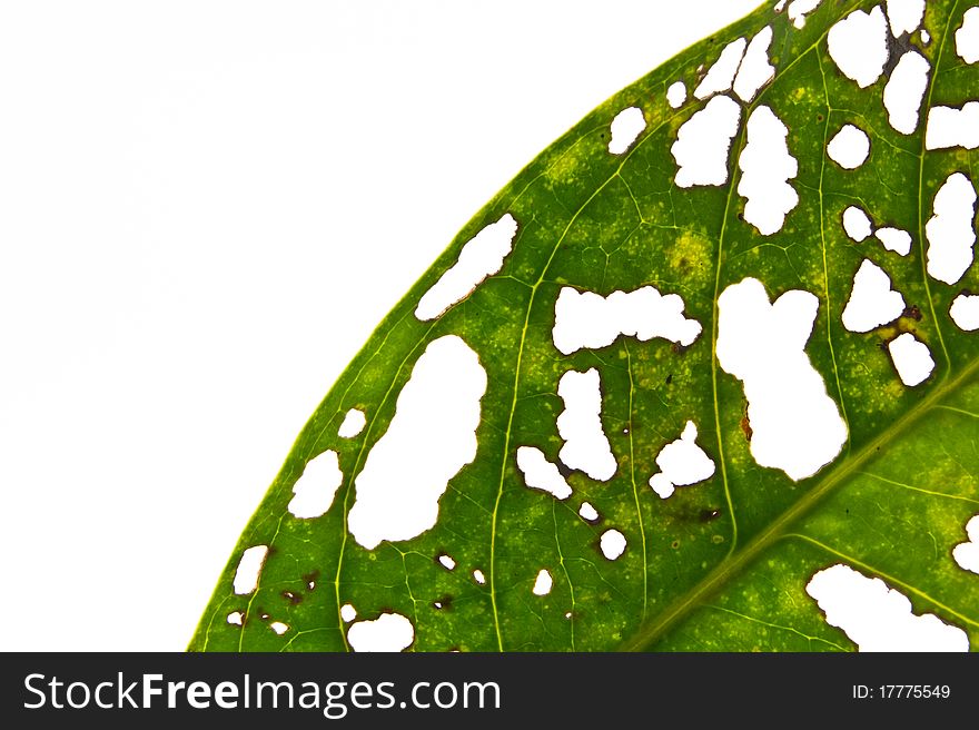 Leaves caused by insects to eat isolated