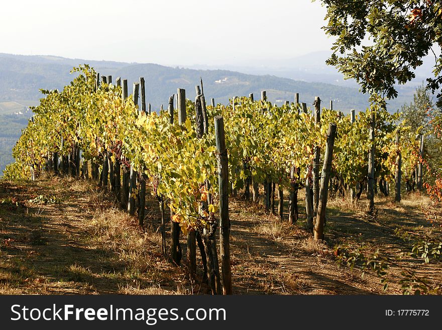 Gently rolling hillside vines in Tuscany