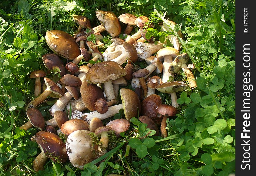 Forest mushrooms lying in grass