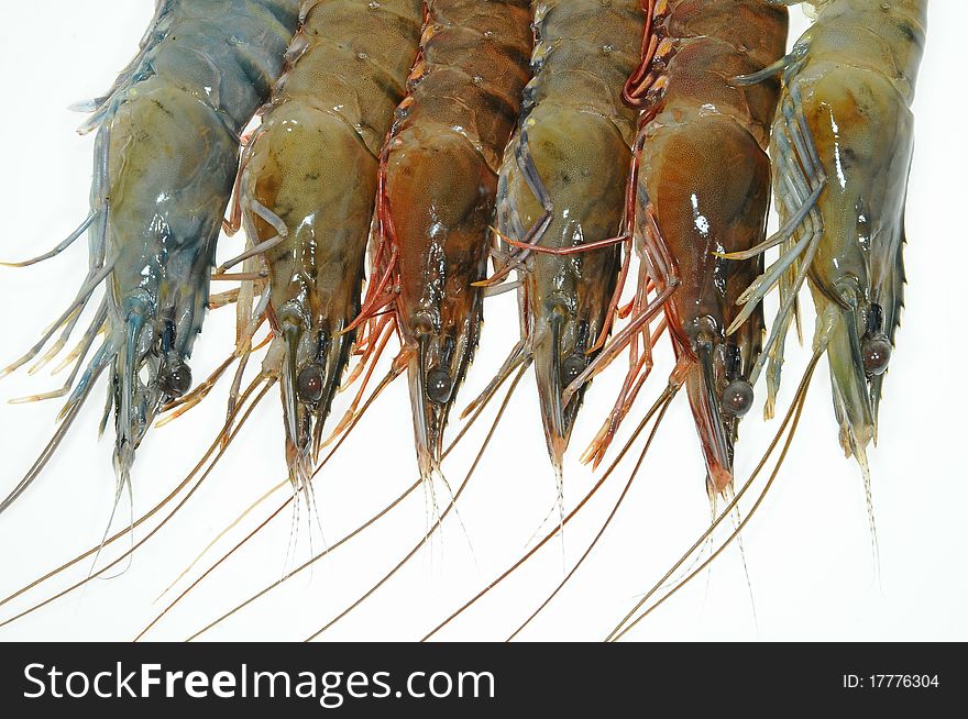 Closeup Of Fresh Tiger Prawns Arranged On White background