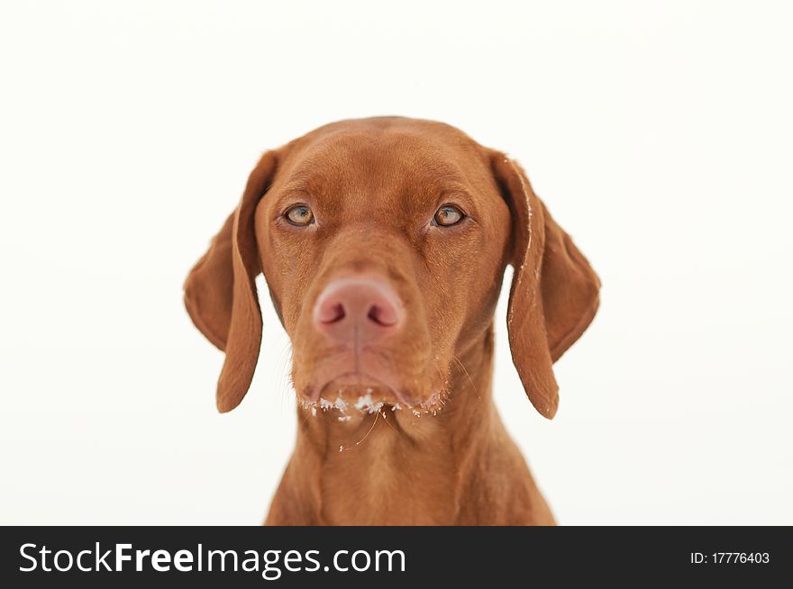 A vizsla dog in winter with some snow on it's chin. White background. A vizsla dog in winter with some snow on it's chin. White background.