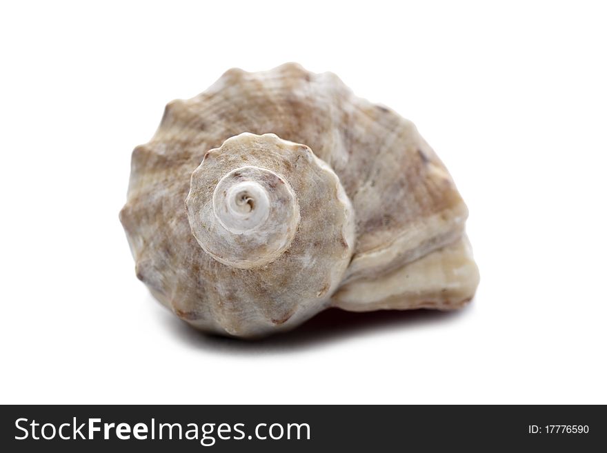 Big cockleshell isolated on the white background