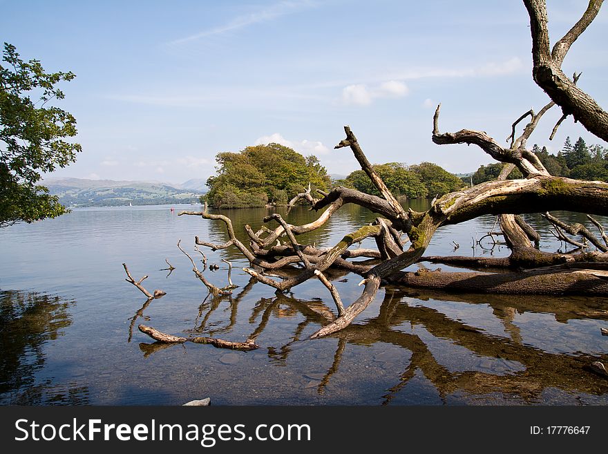 A fallen tree , resting in lake windemere. A fallen tree , resting in lake windemere