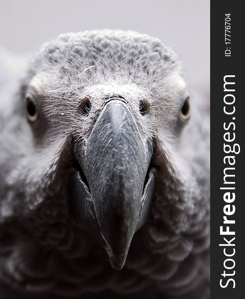 Close up of rosie the african grey parrot