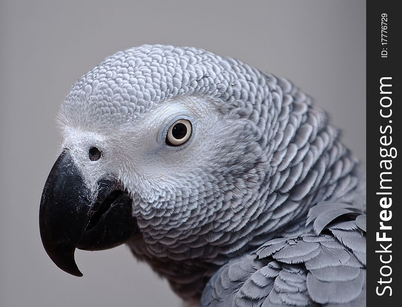 Max the african grey parrot