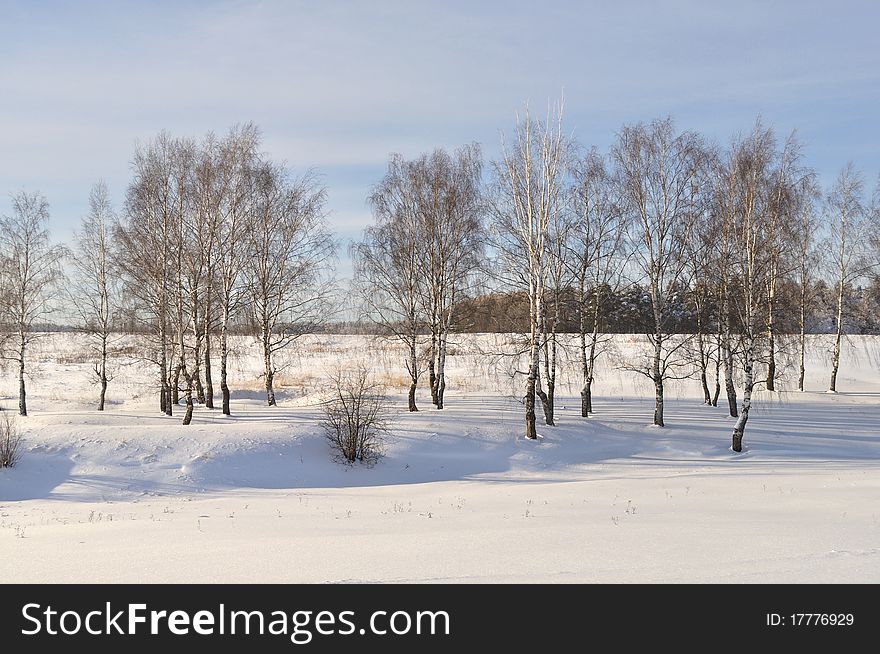 Bare birch trees with snow in winter time, Russia. Bare birch trees with snow in winter time, Russia