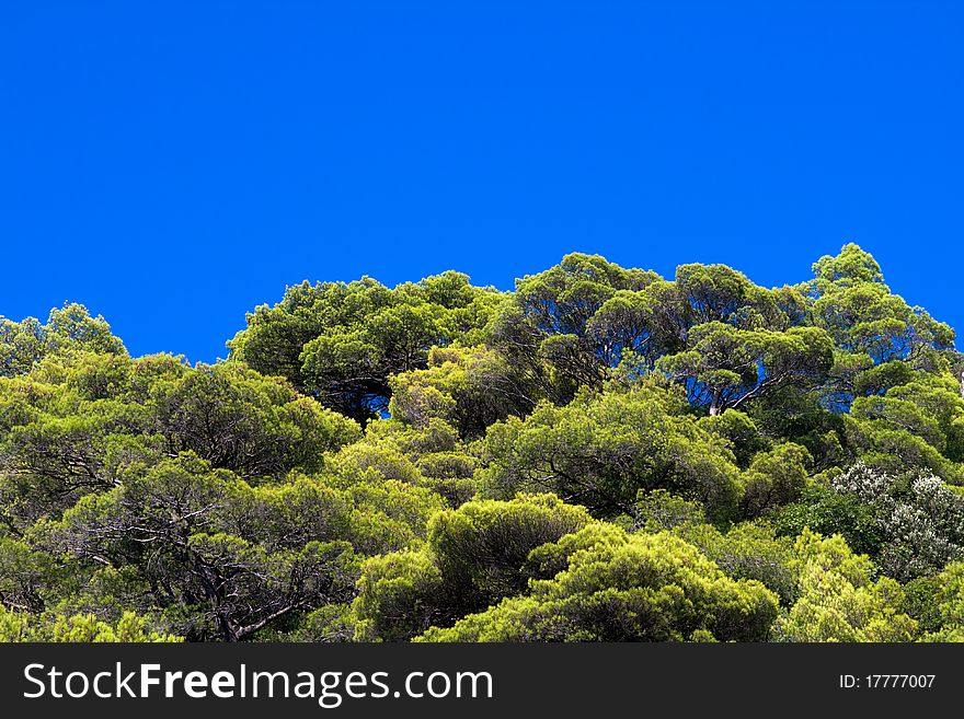 Pine tree tops on clear blue sky