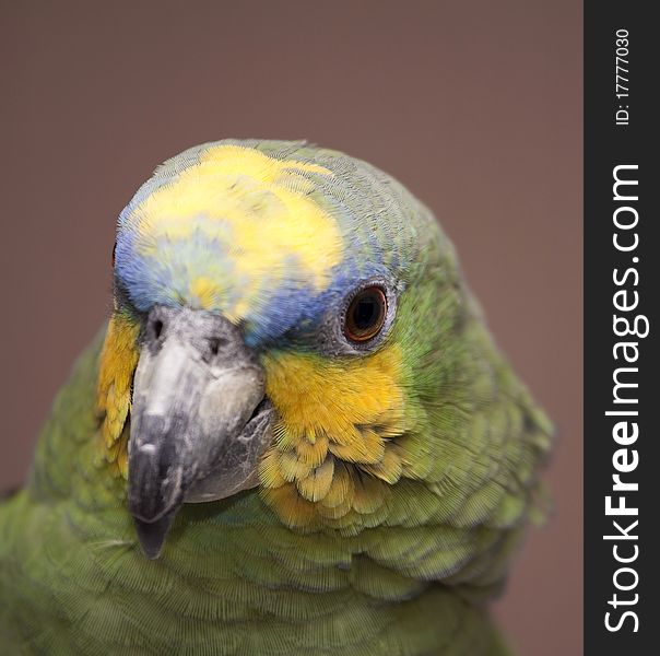 A orange winged amazon parrot