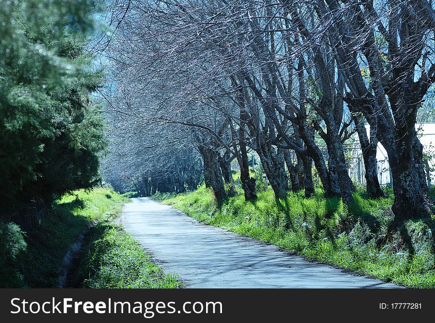 Lonely Way In Forest