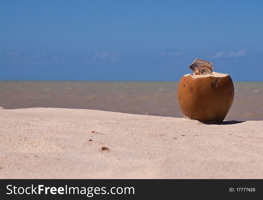A coconut left on the beach , a closeup using the oceran as the background