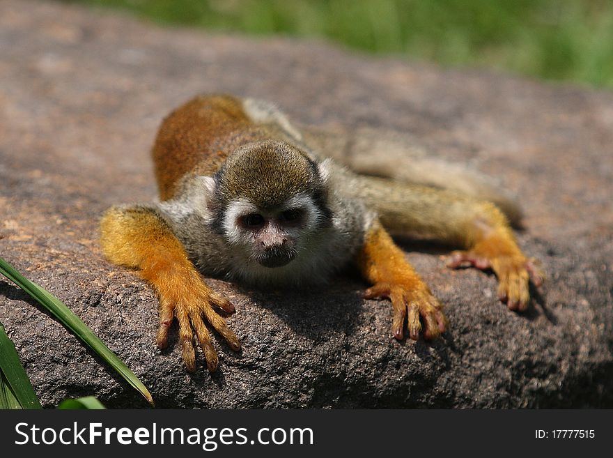 A little macaque monkey lie on the stone