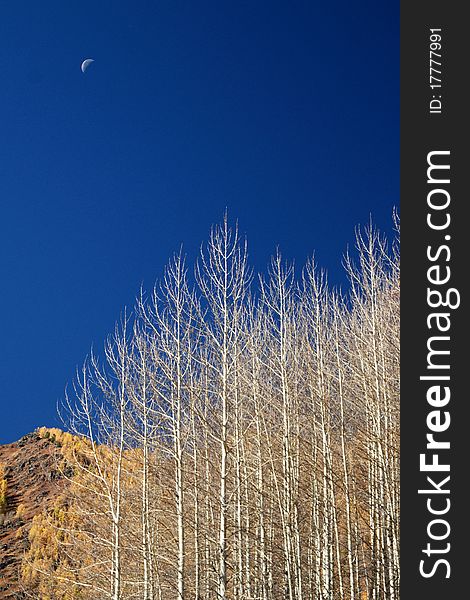 Bare birch branches under the blue sky with a moon in the sky.Photoed in daytime. Bare birch branches under the blue sky with a moon in the sky.Photoed in daytime.