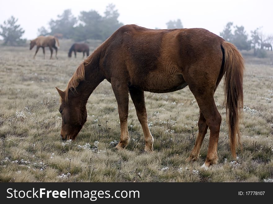 Horse at the valley on outumn