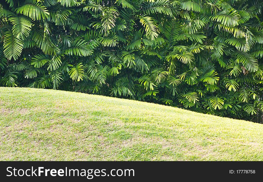 Wall of palm green leaves in evening. Wall of palm green leaves in evening