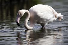 Pretty Flamingo Royalty Free Stock Image Pretty Flamingo Royalty Free Stock Image