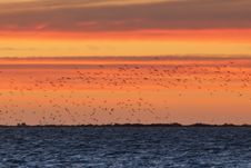 Flock Of Birds Over The See Royalty Free Stock Photo